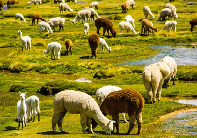 arequipa to puno