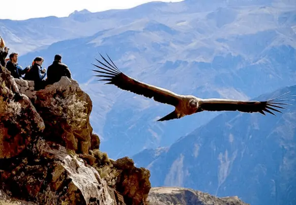 full day cañón del colca + vuelo del cóndor