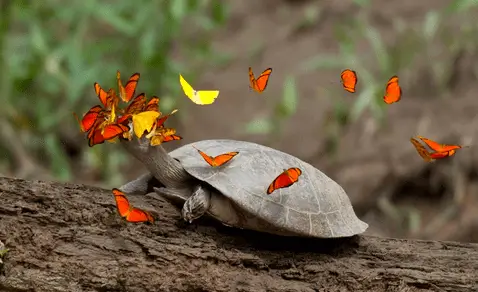 peru butterfly head