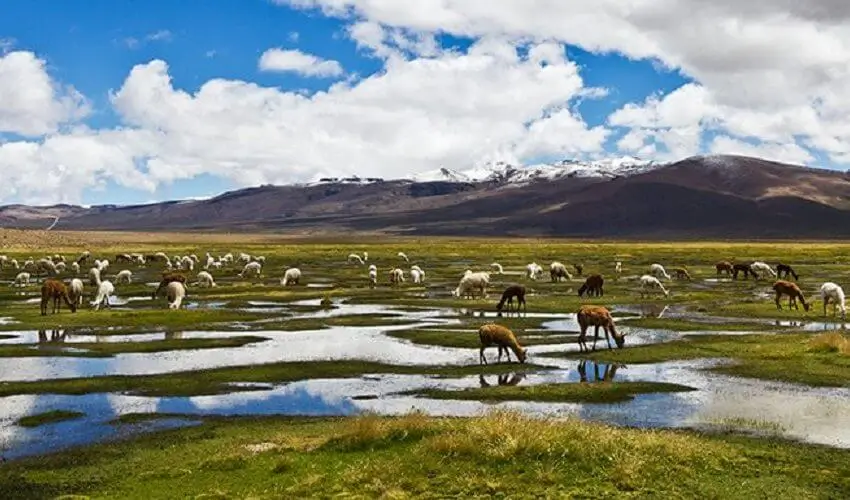 Tour Puno a Cusco en Bus + Gastronomía Peruana