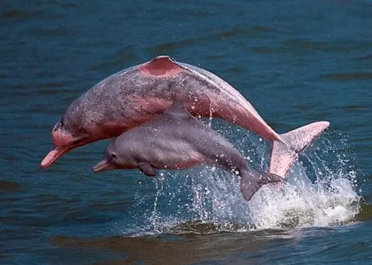 Tour 3D2N por el río Amazonas y delfines rosados desde el aeropuerto de Iquitos